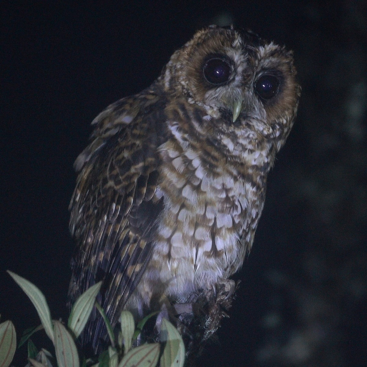 Rufous-banded Owl - ML466760071