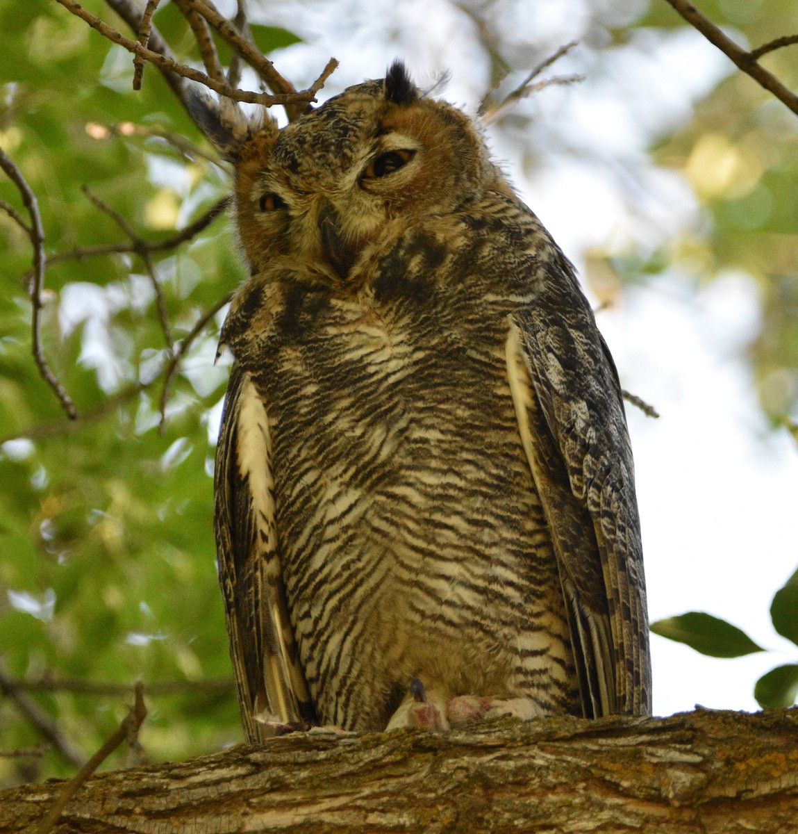 Great Horned Owl - ML466760621