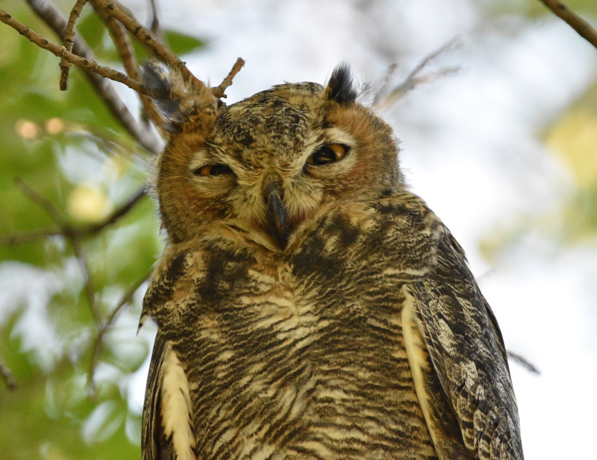 Great Horned Owl - ML466760641