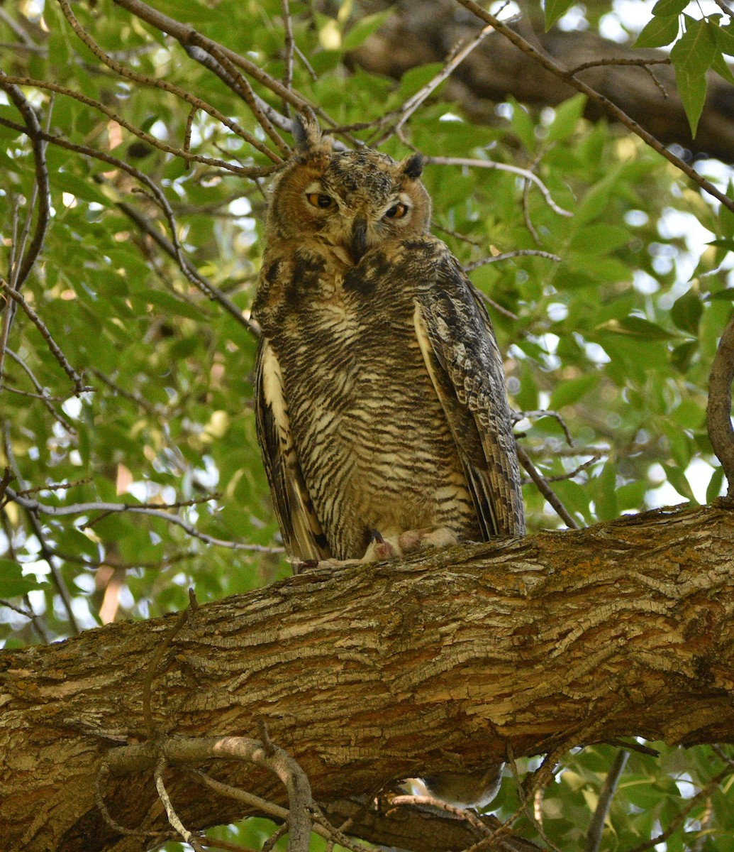 Great Horned Owl - ML466760651