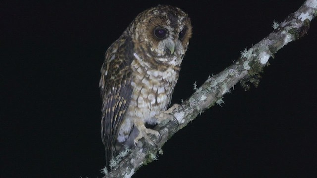 Rufous-banded Owl - ML466760931