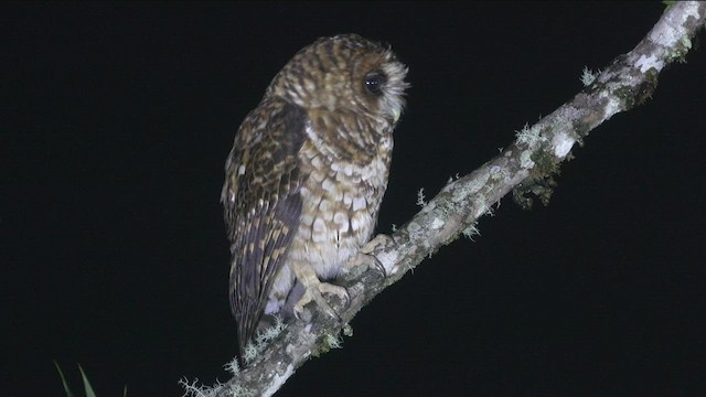 Rufous-banded Owl - ML466761101