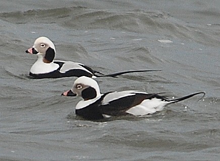 Long-tailed Duck - ML46676791