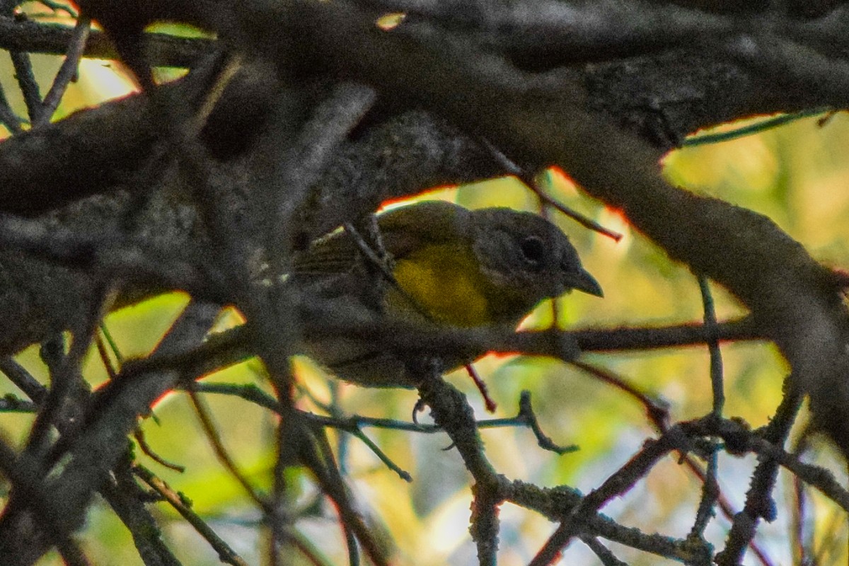 Yellow-breasted Chat - ML466767971