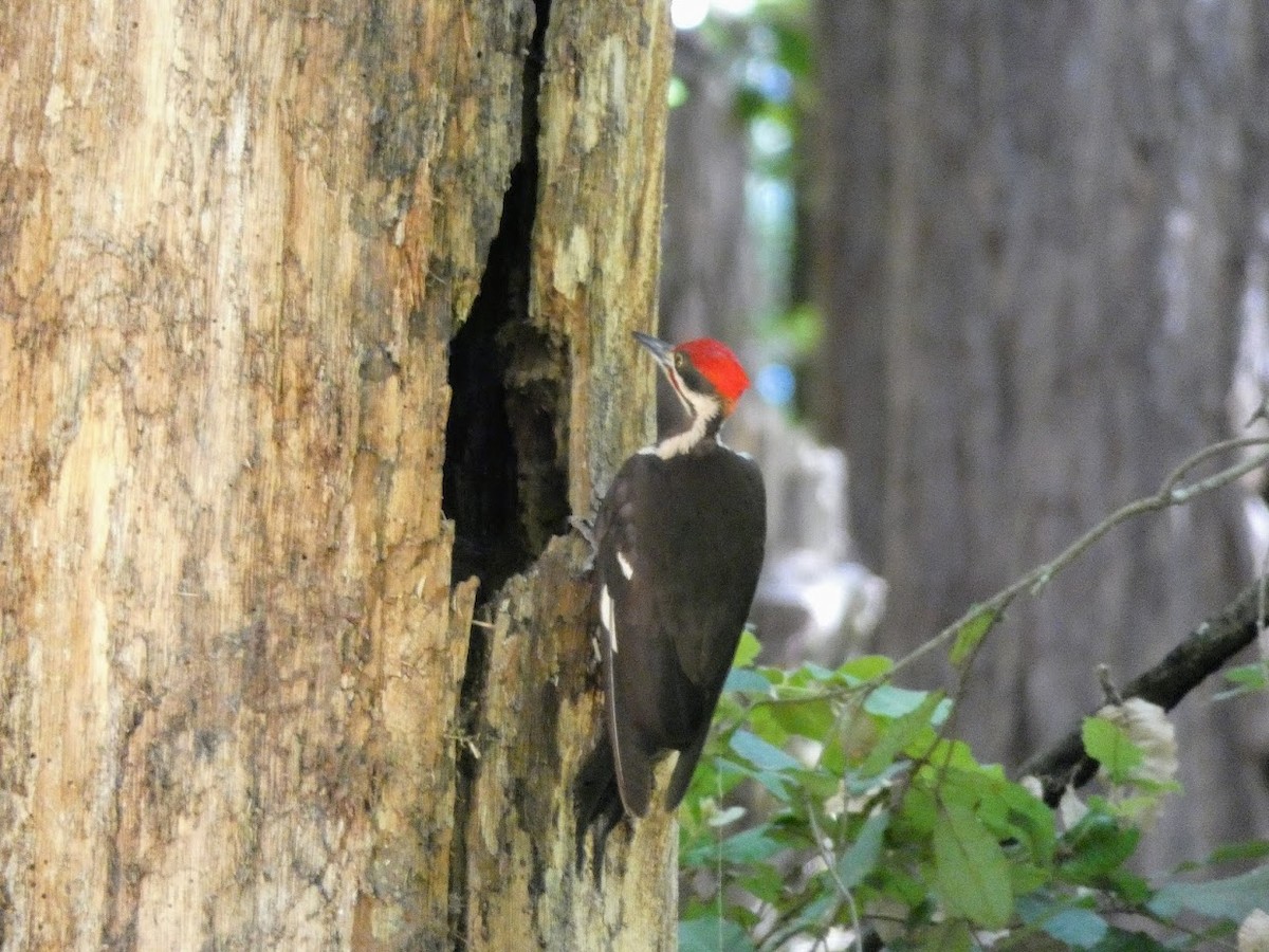 Pileated Woodpecker - ML466772571
