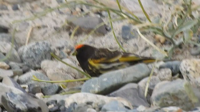 Fire-fronted Serin - ML466774681