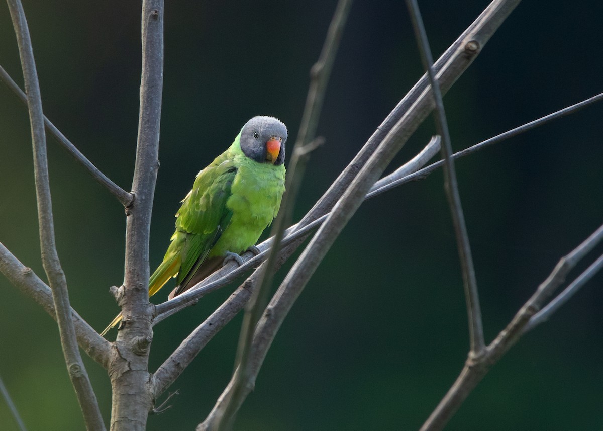 Gray-headed Parakeet - Ayuwat Jearwattanakanok