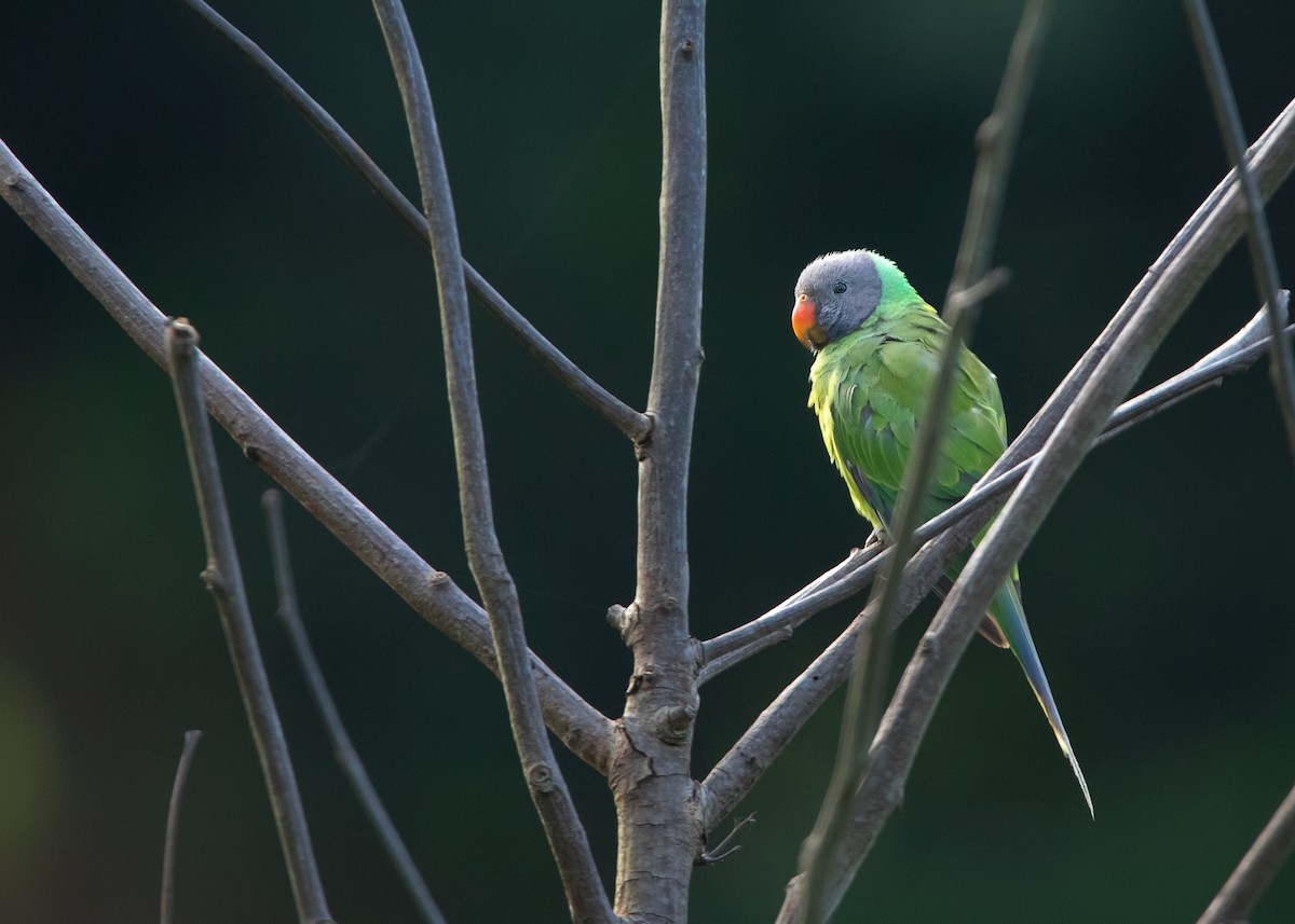 Gray-headed Parakeet - Ayuwat Jearwattanakanok