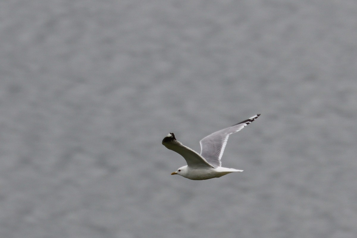 Common Gull - Colin Sumrall