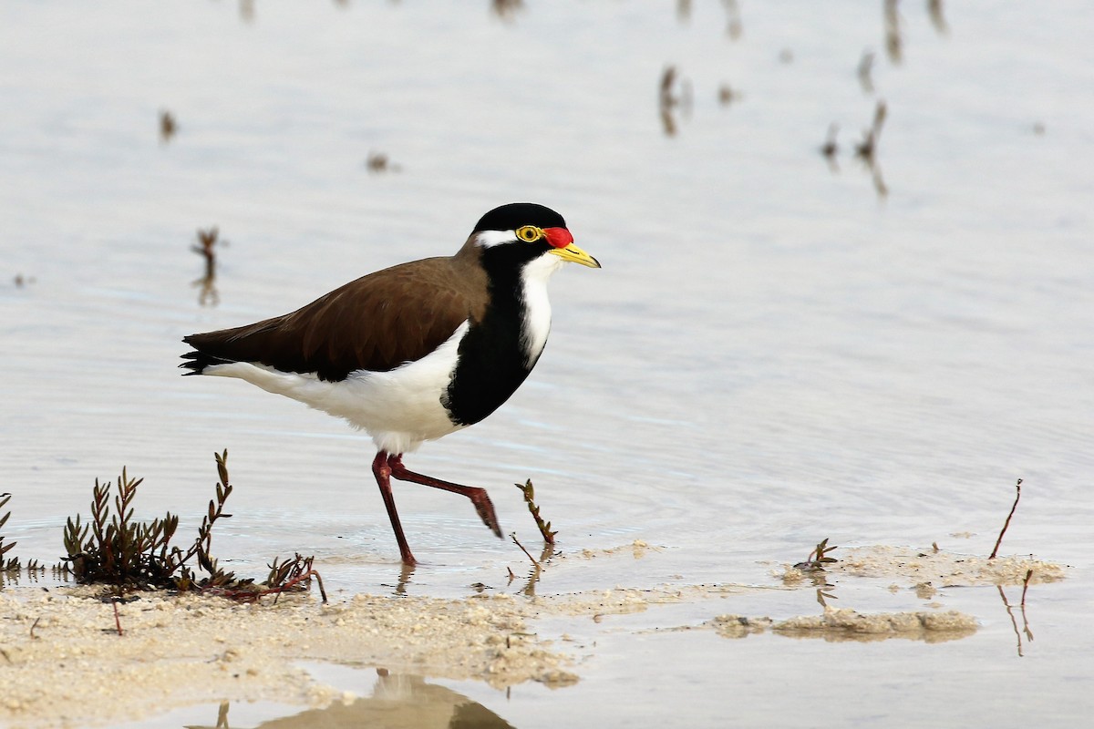 Banded Lapwing - ML466777471