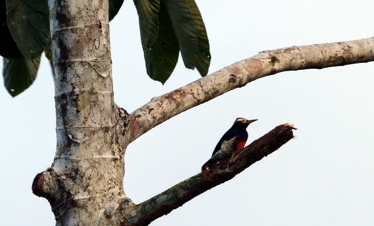 Yellow-tufted Woodpecker - ML466783131