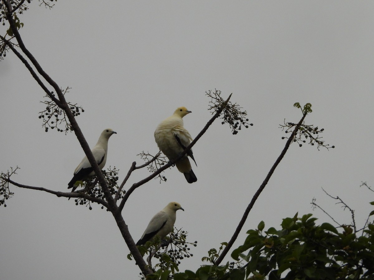 Pied Imperial-Pigeon - ML466783671