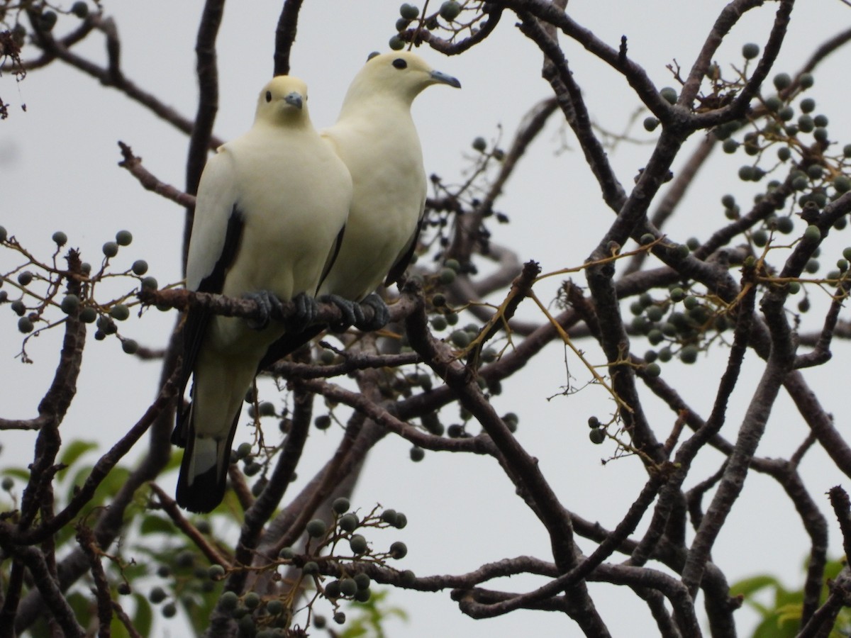 Pied Imperial-Pigeon - ML466783741