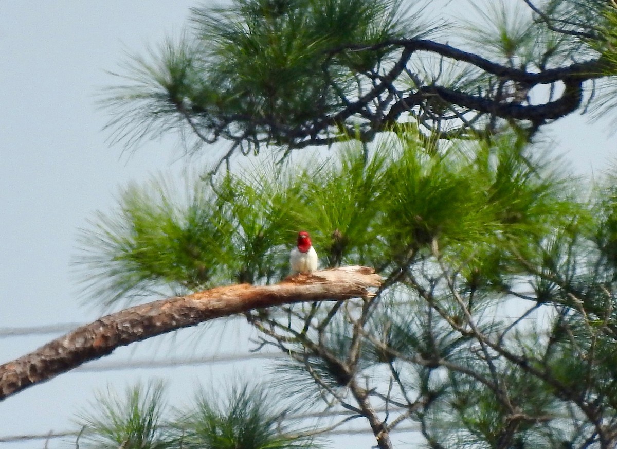 Red-headed Woodpecker - ML46678381