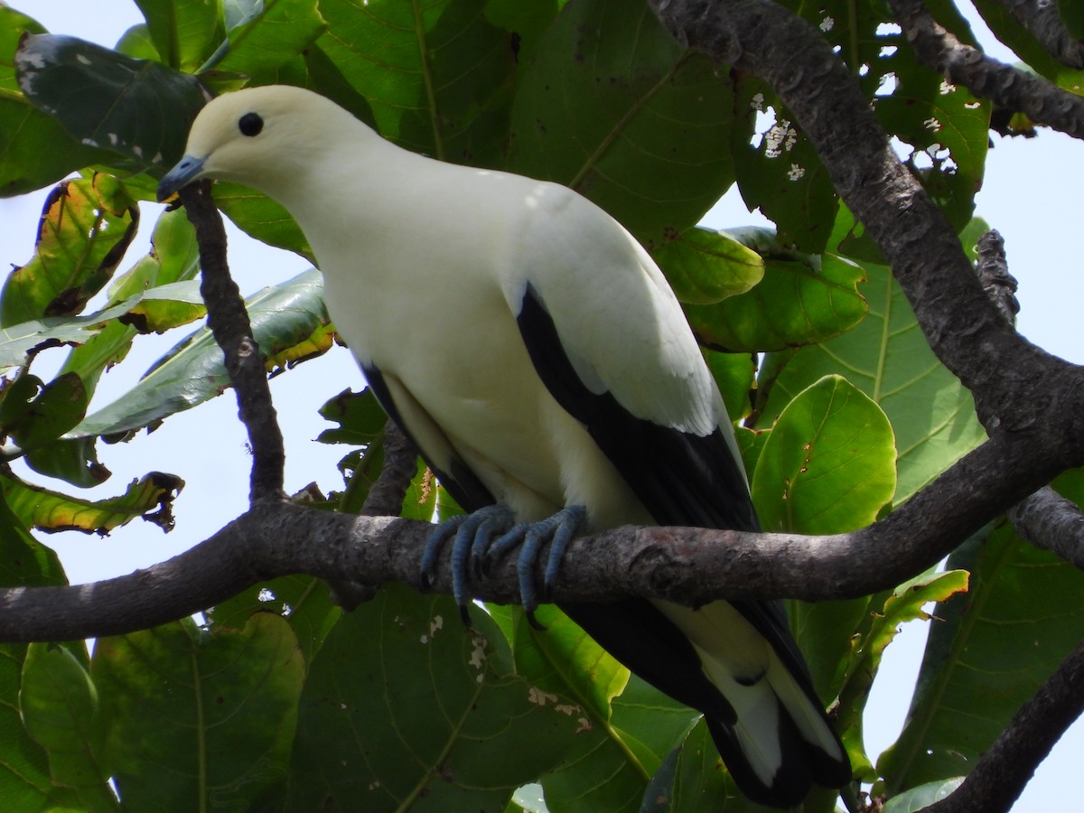 Pied Imperial-Pigeon - ML466783961