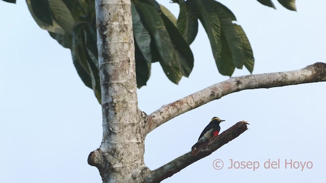 Yellow-tufted Woodpecker - ML466784541