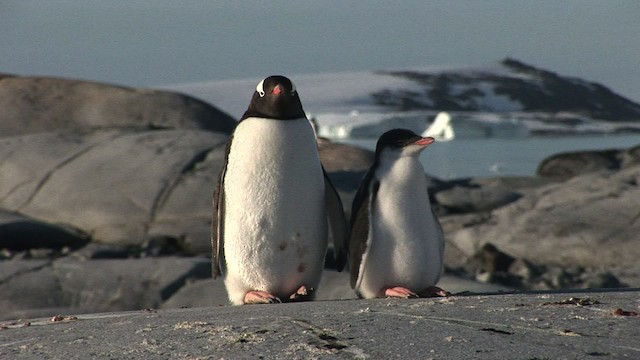 Gentoo Penguin - ML466792