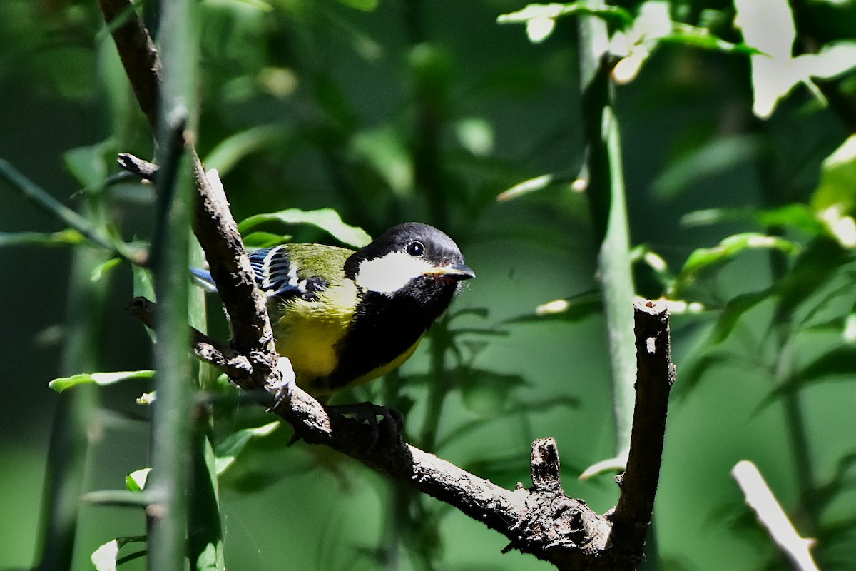 Green-backed Tit - ML466796191