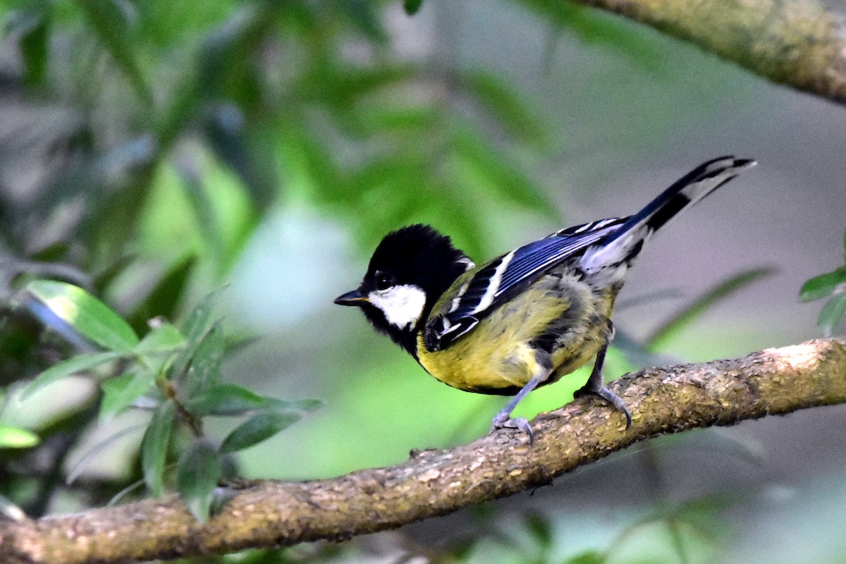 Green-backed Tit - ML466796221
