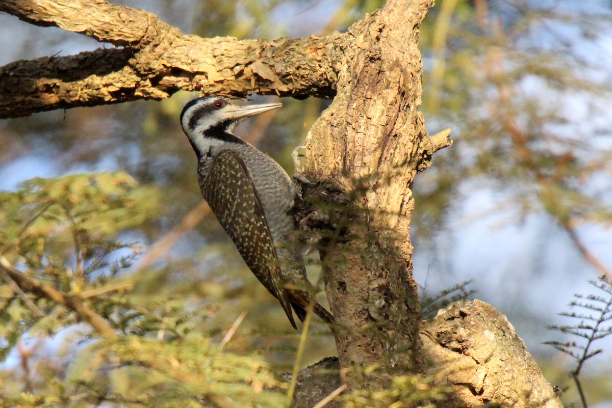 Bearded Woodpecker - ML466797511