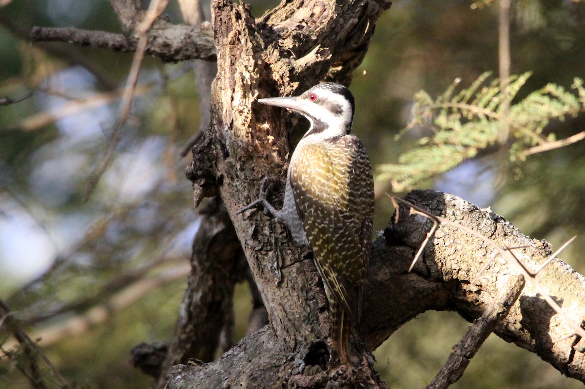 Bearded Woodpecker - ML466797591