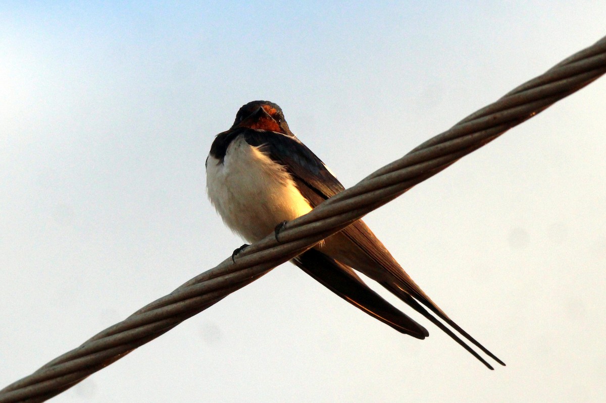 Barn Swallow (White-bellied) - ML466797631