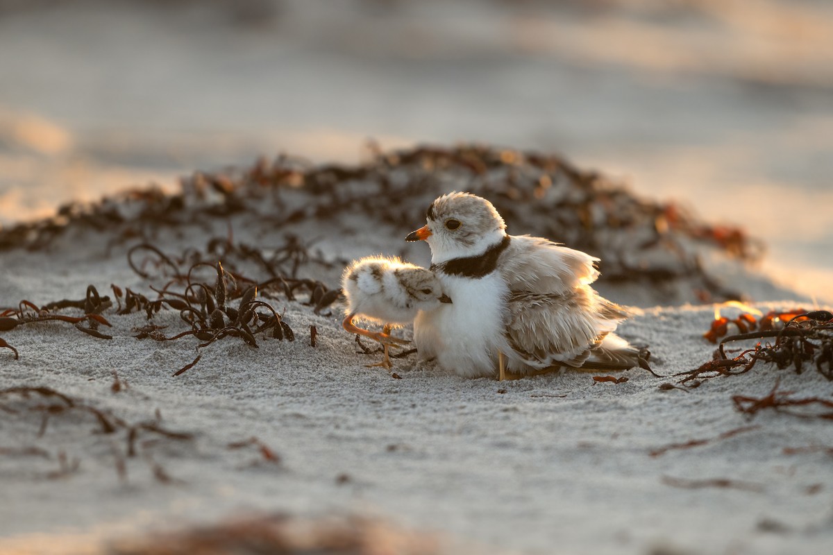 Piping Plover - ML466803331