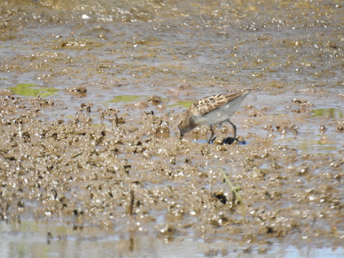 eBird Checklist 11 Jul 2022 Timber Point Golf CourseEast Marina