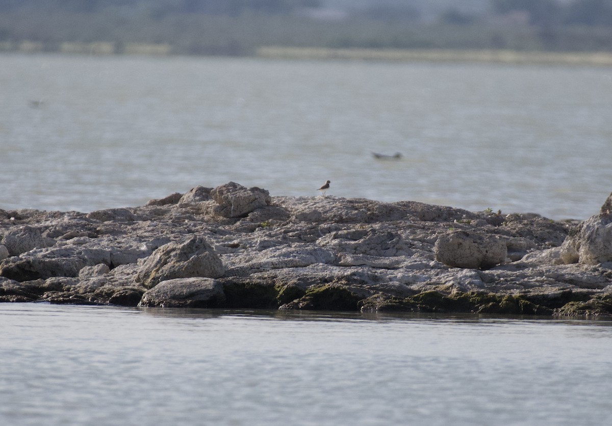 eBird Checklist 10 Jul 2022 Utah Lake Bird Island 16 species