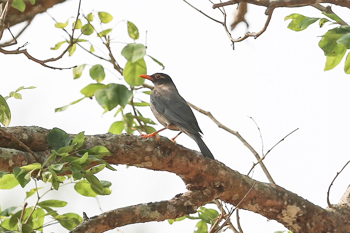 Indian Blackbird - Gaurang Bagda
