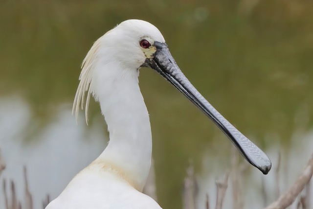 ୨୧  白鷺 ୨୧