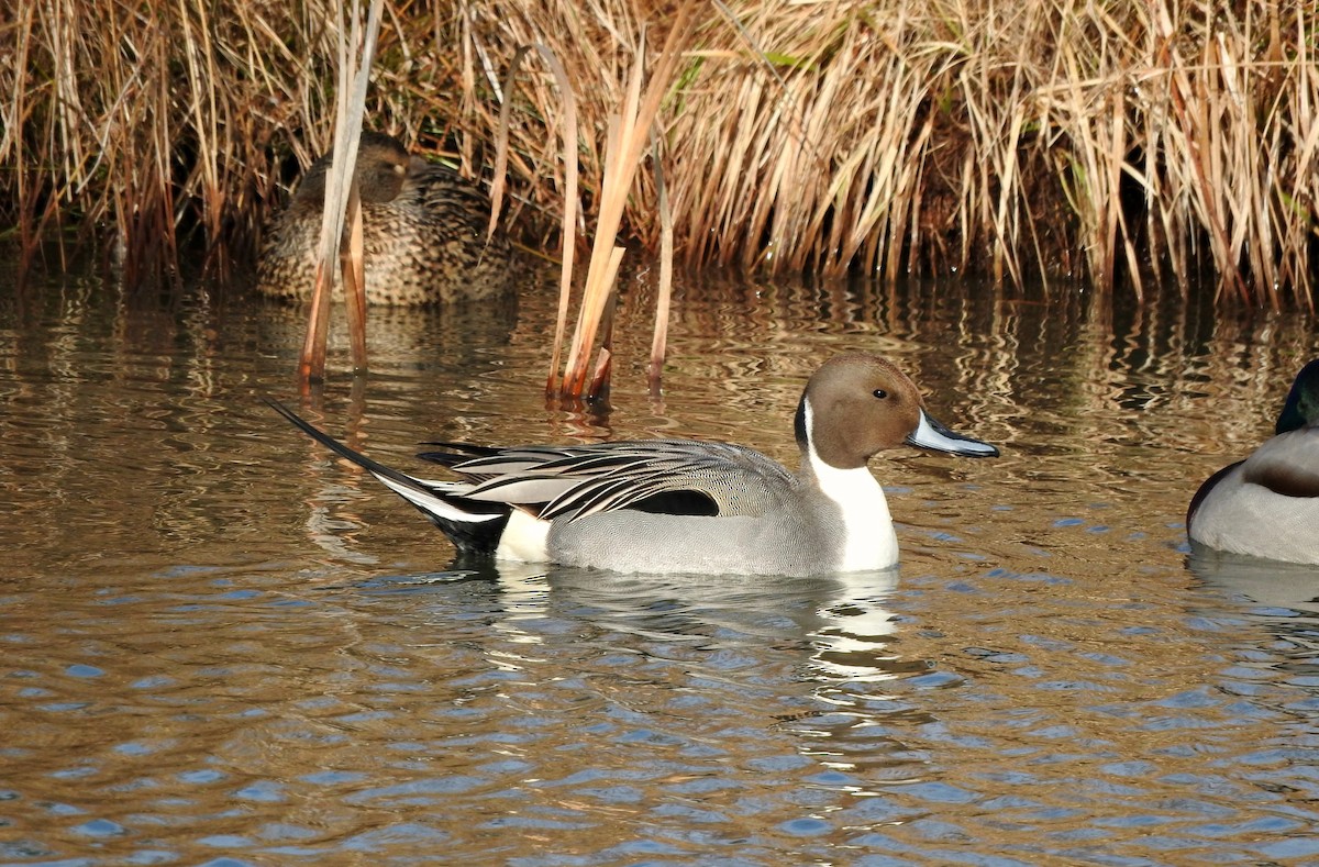 Northern Pintail - Mary Alley