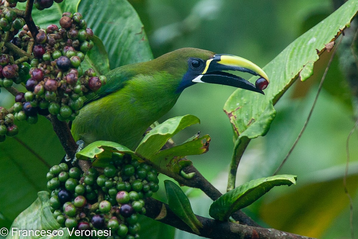 Northern Emerald-Toucanet (Blue-throated) - ML466833571