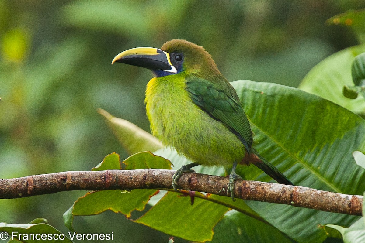 Northern Emerald-Toucanet (Blue-throated) - ML466833581