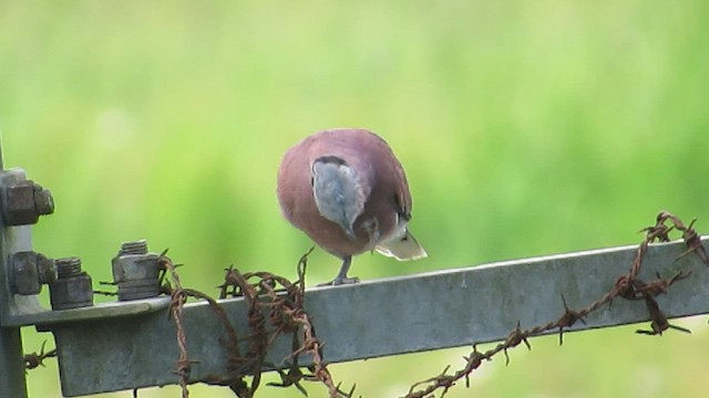 Red Collared-Dove - ML466833901