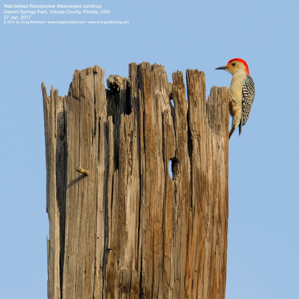Red-bellied Woodpecker - Craig Brelsford