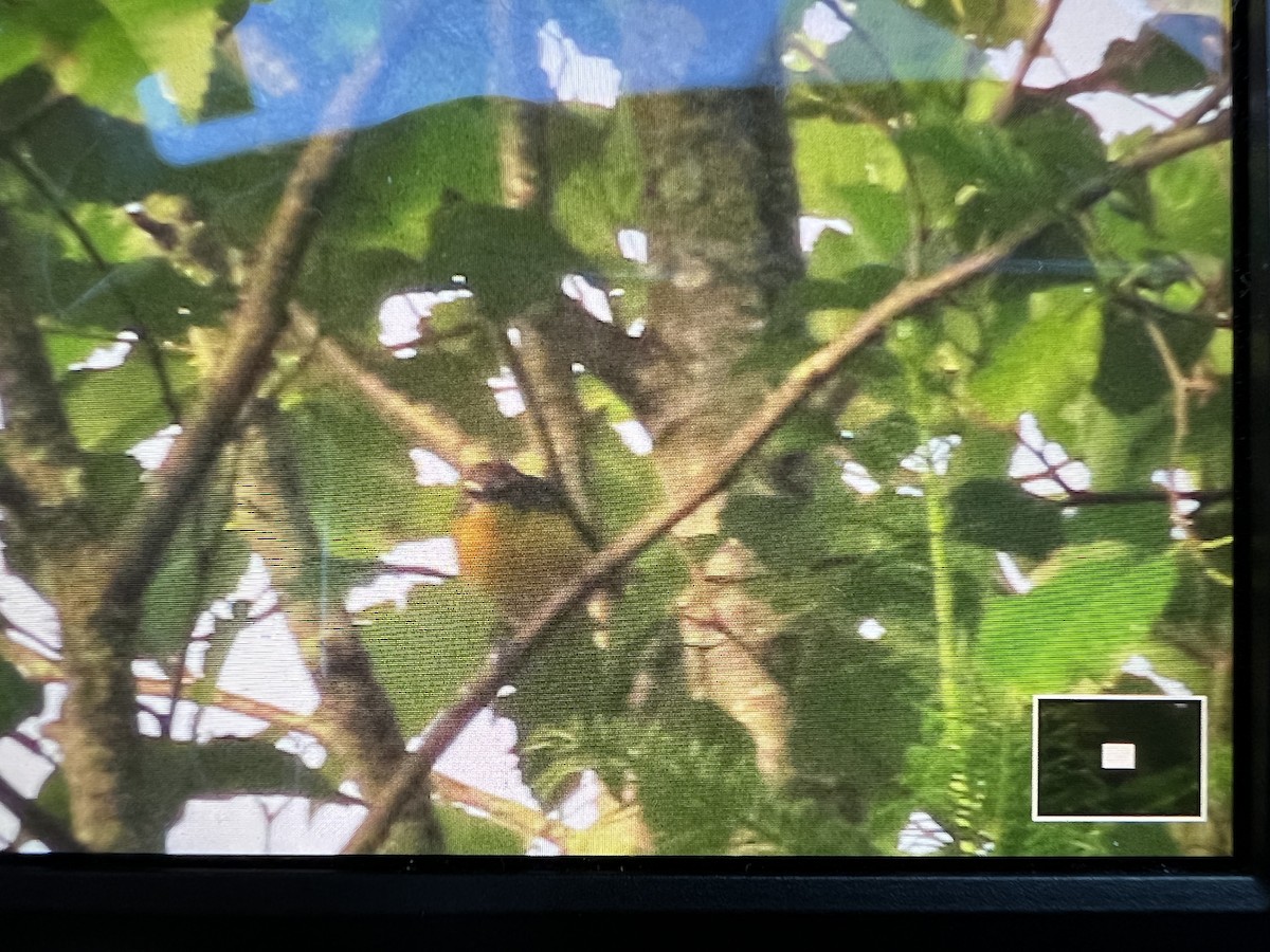 Yellow-breasted Chat - ML466837361