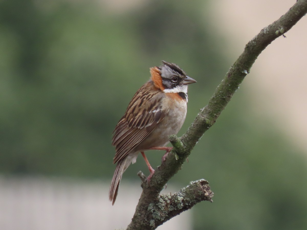 Rufous-collared Sparrow - ML466838111