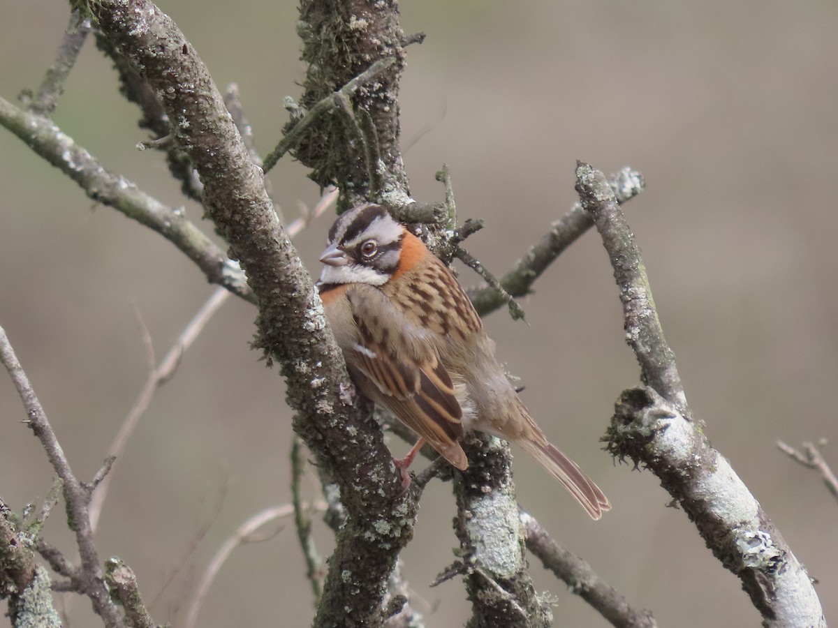 Rufous-collared Sparrow - ML466838121
