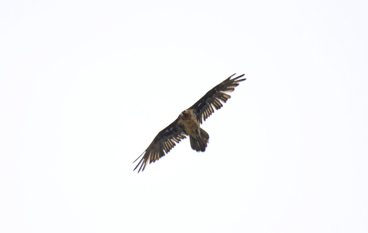 Bearded Vulture - ML466841341