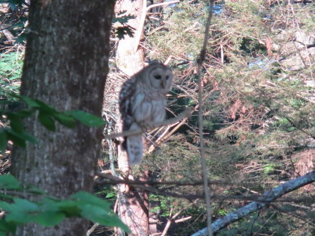 Barred Owl - ML466842111