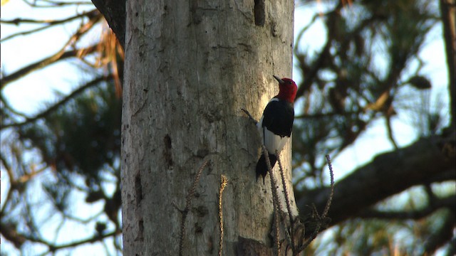 Red-headed Woodpecker - ML466845