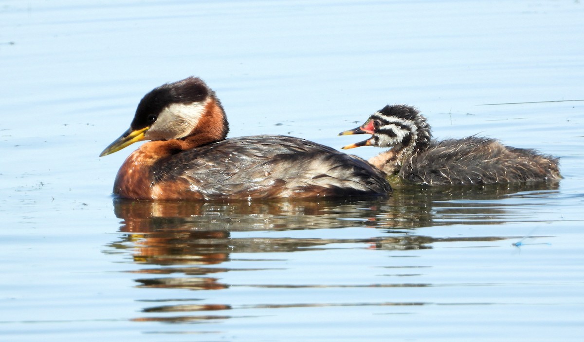 Red-necked Grebe - ML466846271