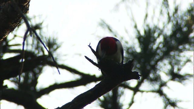 Red-headed Woodpecker - ML466847