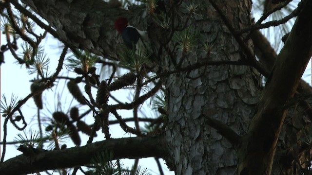 Red-headed Woodpecker - ML466850