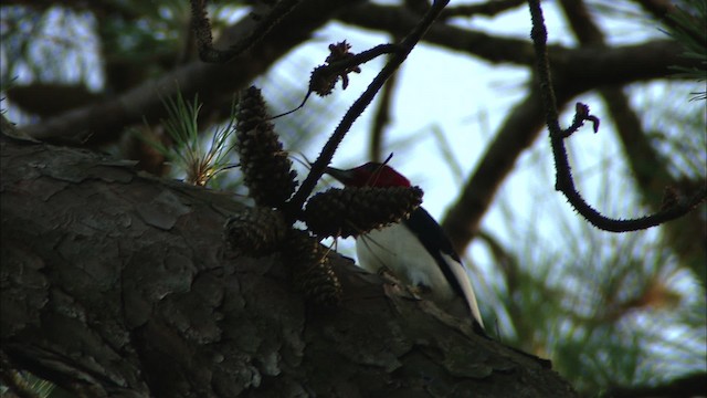 Red-headed Woodpecker - ML466851