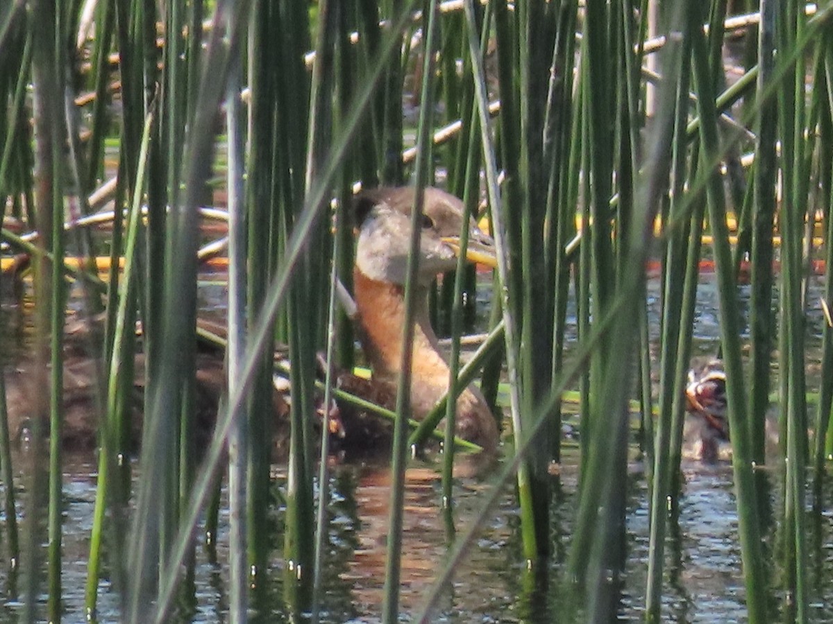 Red-necked Grebe - ML466851341