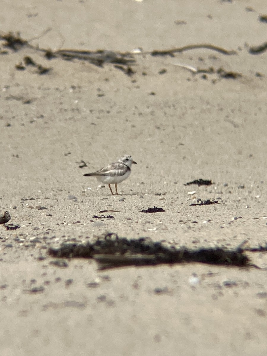 Ml466851451 piping plover macaulay library