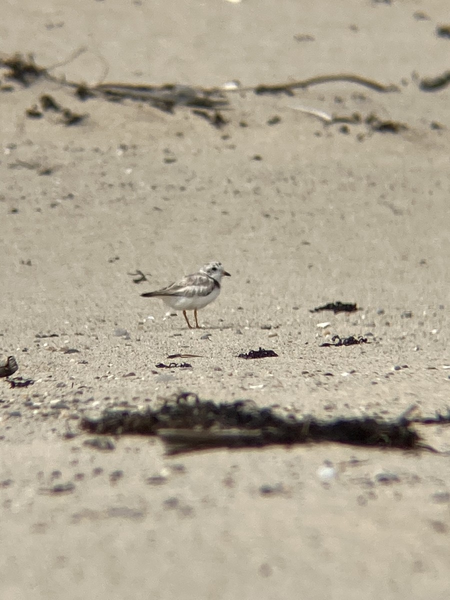 ML466851451 - Piping Plover - Macaulay Library