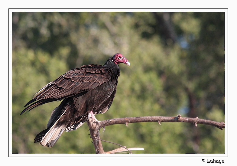 Turkey Vulture - CELINE LAHAYE